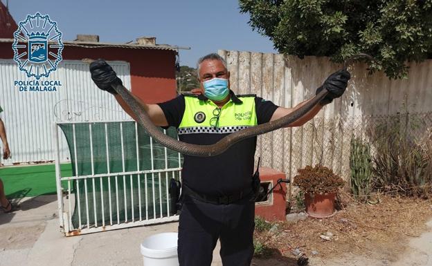 Watch tricky rescue as police recover a five-foot long snake from a Malaga water meter box