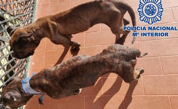 Breeder arrested after dogs found in 'deplorable' conditions on a rooftop in Vélez