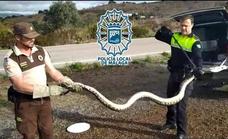 This is the moment a three-metre-long python was safely captured by police in Malaga