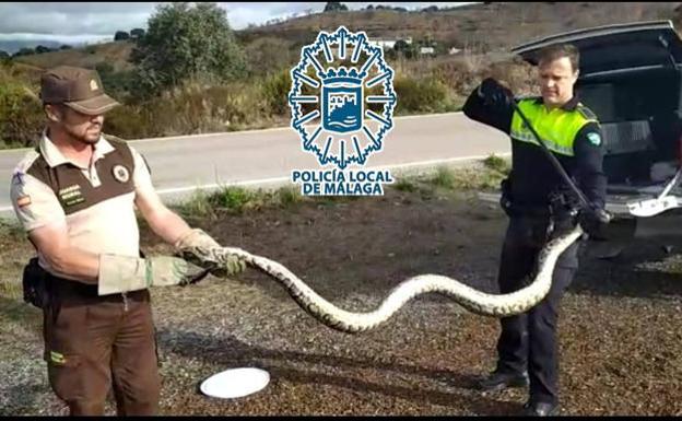 This is the moment a three-metre-long python was safely captured by police in Malaga