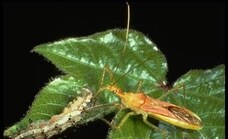 The assassin bug, the latest invasive species found in Malaga