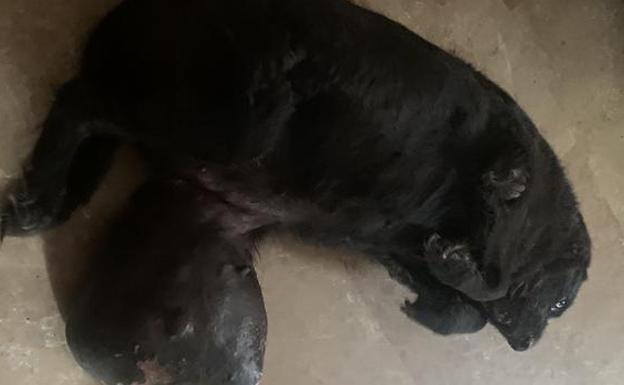 Owner reported for not taking dog with six-kilo tumour to the vet