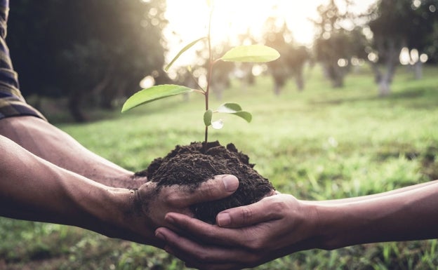 Rincón to host reforestation event as part of its environmental education programme