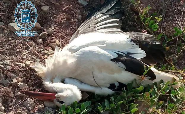 Electrocuted white storks found dead under high-voltage pylons