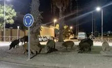 Wild boar in search of food scare residents in Marbella