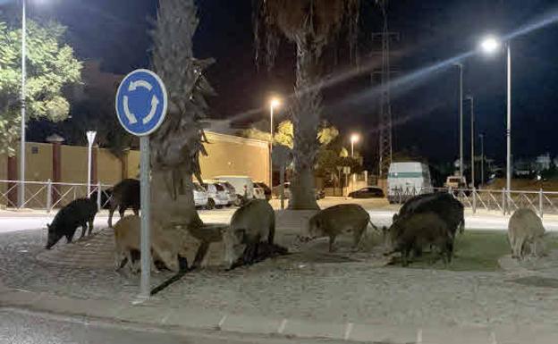 Wild boar in search of food scare residents in Marbella