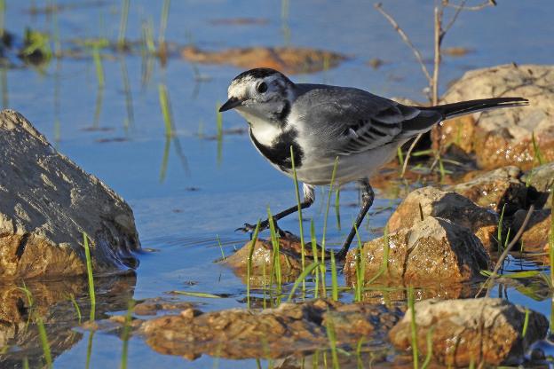 The white wagtail. 