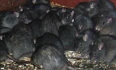 Spanish pest control association warns of black rat population boom