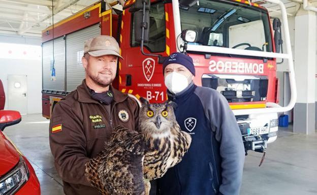 Eagle owl with a broken wing rescued in Colmenar