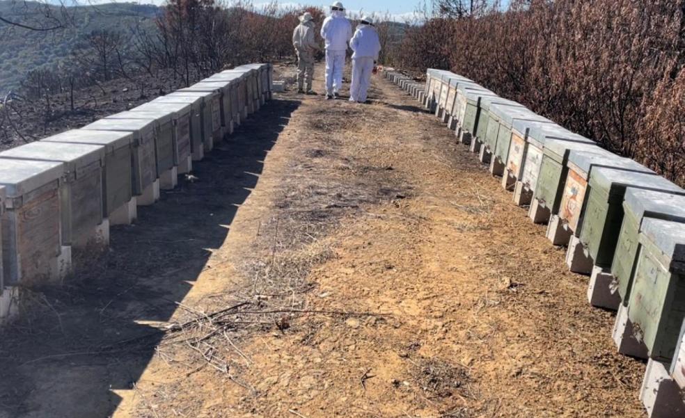 Bees to the rescue in Sierra Bermeja