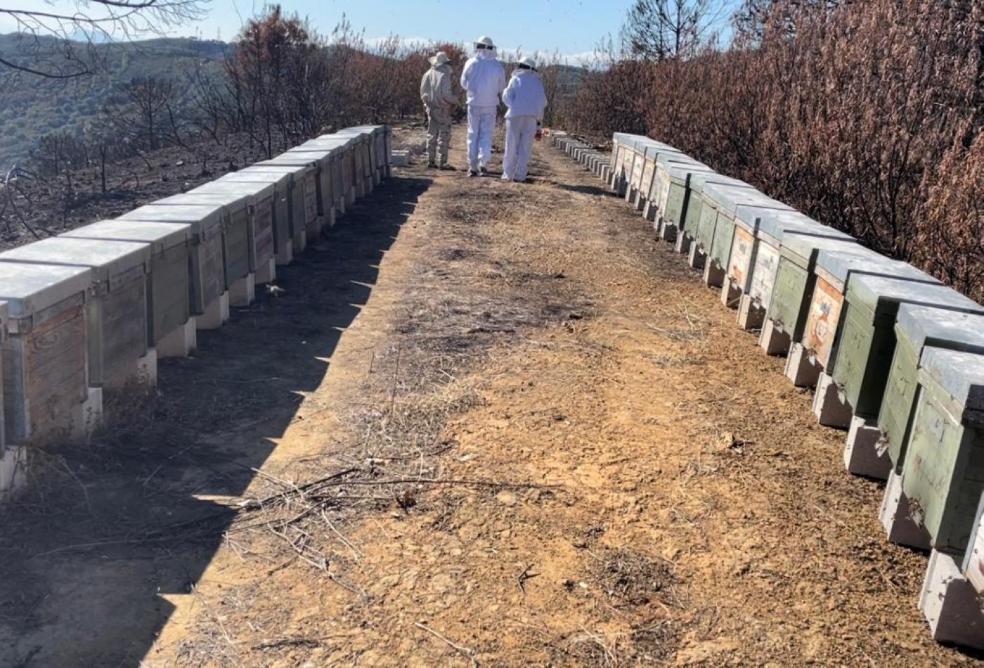 Bees to the rescue in Sierra Bermeja