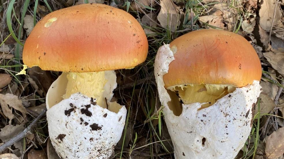 Mushrooming in Malaga