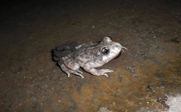 The Betic Midwife toad is a species found in Canillas de Aceituno 