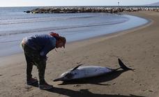 Dead dolphin washes up on a Costa del Sol beach