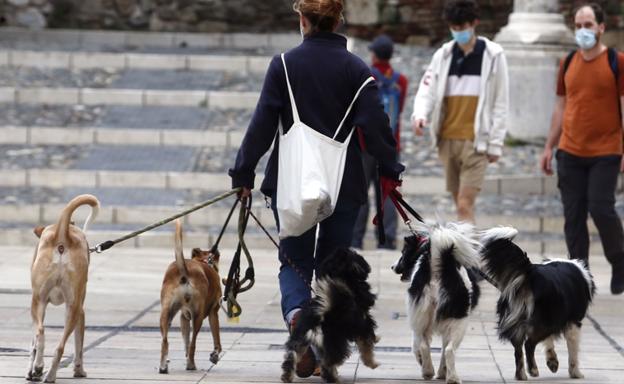 A dog walker in Malaga city centre.