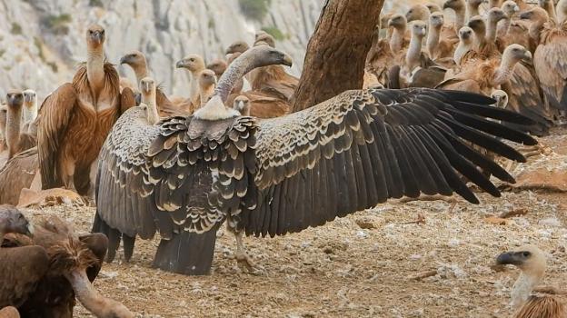 Juanita, a female Rüppell's vulture, spreads her wings. / ANTONIO TAMAYO