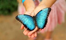 Benalmádena Butterfly Park voted best attraction in Spain