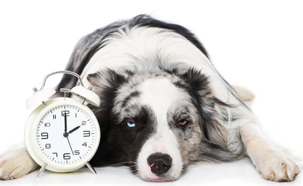 Elderly dogs are prone to insomnia. 