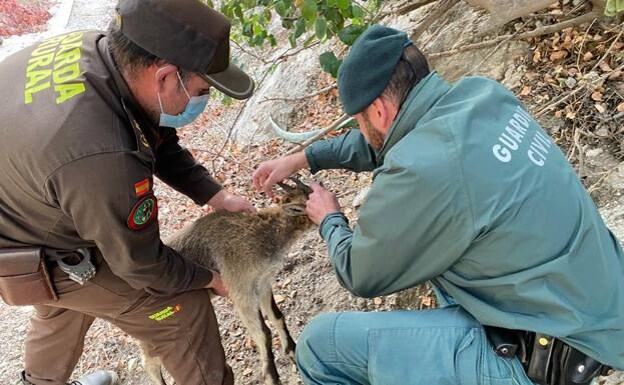 Rural Guard Julio Fernández and a Guardia Civil officer rescue the young ibex. 