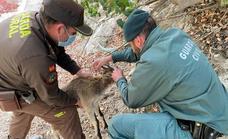 Officers free young ibex from poaching snare