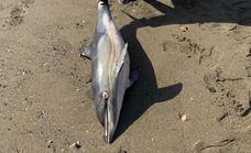 Two dead dolphins found on Costa del Sol beaches