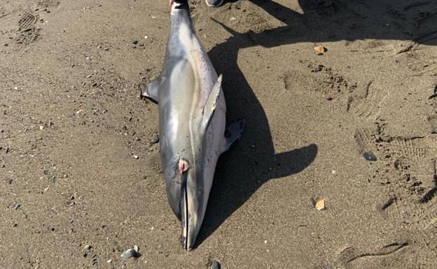 One of the striped dolphins found on a beach in Malaga.