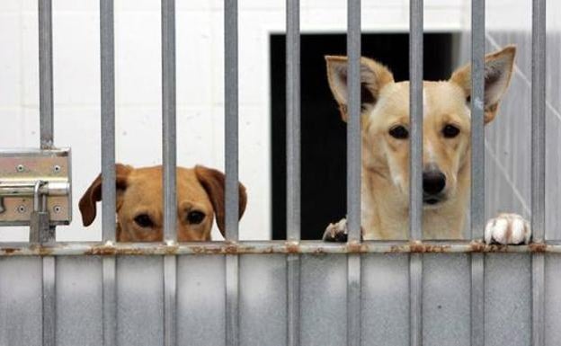 Wide-ranging animal protection laws mooted for Andalucía