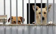 Wide-ranging animal protection laws mooted for Andalucía
