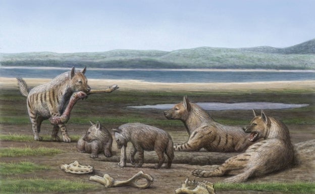 Malaga University researchers discover the bones of prehistoric giant hyenas in Granada