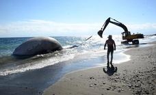 Huge whale washes up on Estepona beach