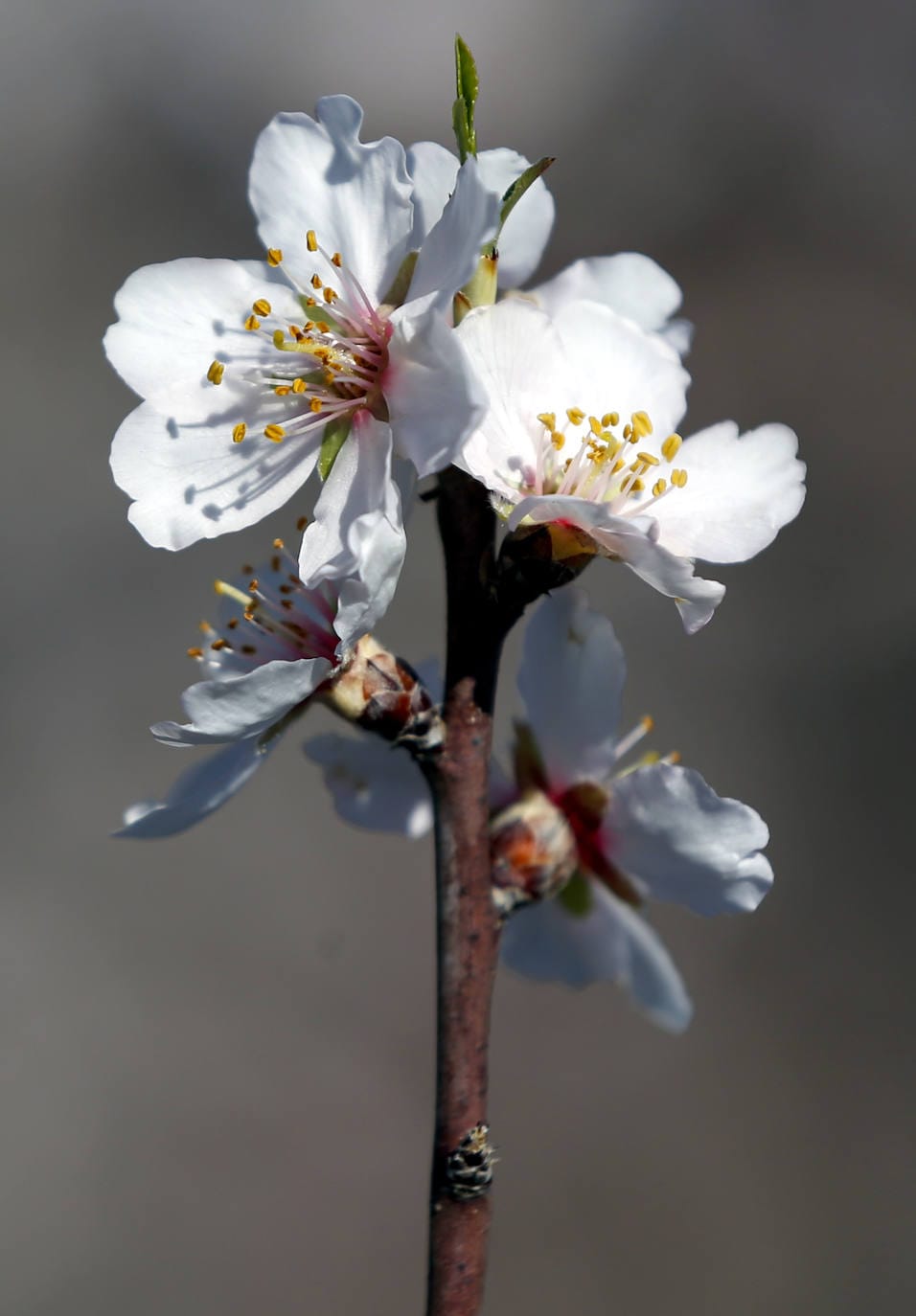 Almond trees in flower across the province - in pictures