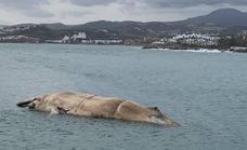 Attempt to remove rotting whale corpse from Estepona shoreline delayed