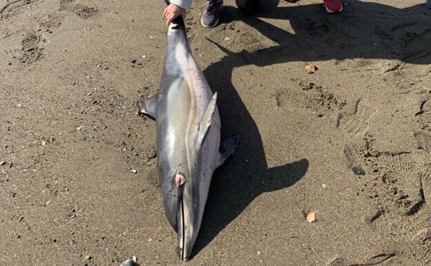 Ten dead dolphins have been found along the coast in January 
