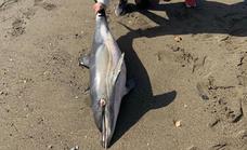 Investigation into dolphin deaths on the Costa del Sol opened