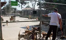 Triple A animal shelter in Marbella to be renovated at a cost of 1.2 million euros