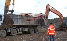 Dead whale in Estepona is removed and buried in a Costa del Sol landfill site