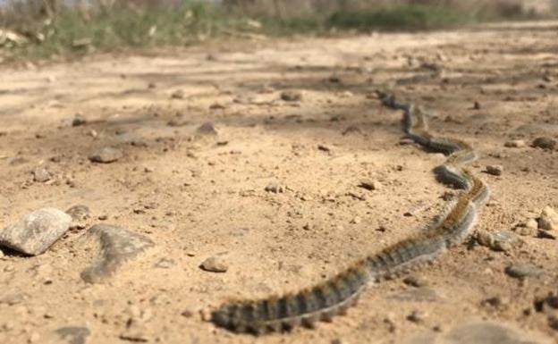 Warm and dry weather in Spain wakes up toxic processionary caterpillars that can be lethal for pets