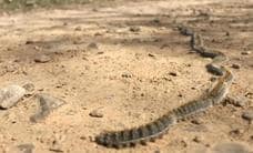 Warm and dry weather in Spain wakes up toxic processionary caterpillars that can be lethal for pets