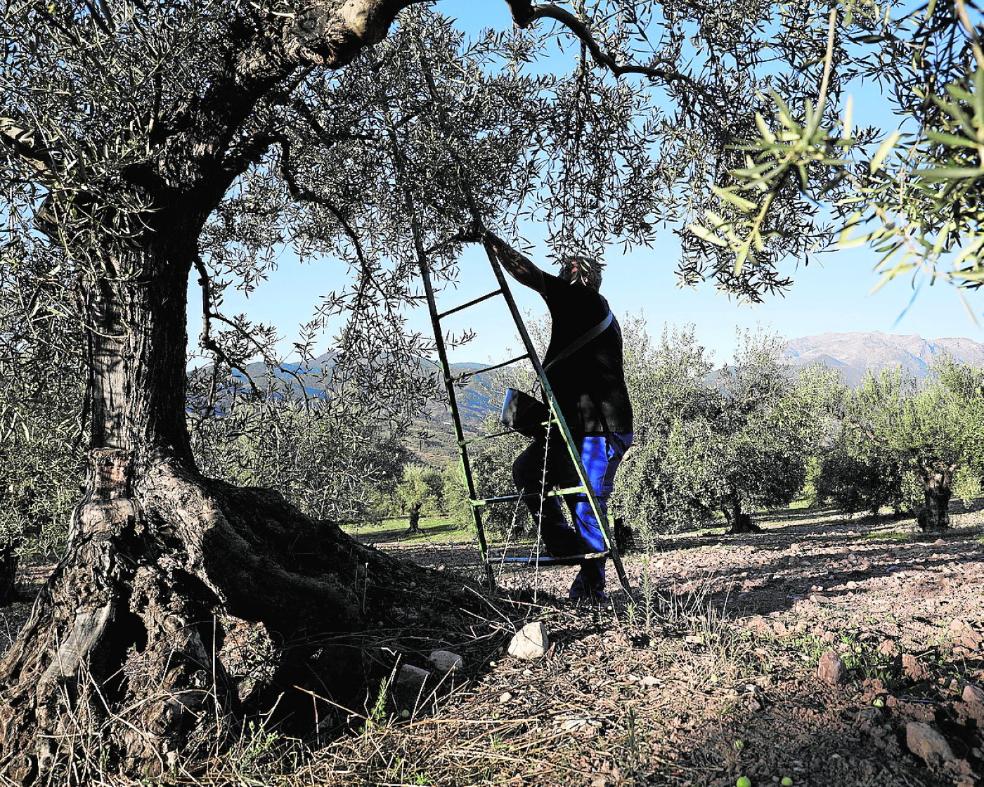 Local olives in danger of extinction