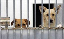 Malaga’s municipal pound maintains its zero euthanasia record for healthy animals
