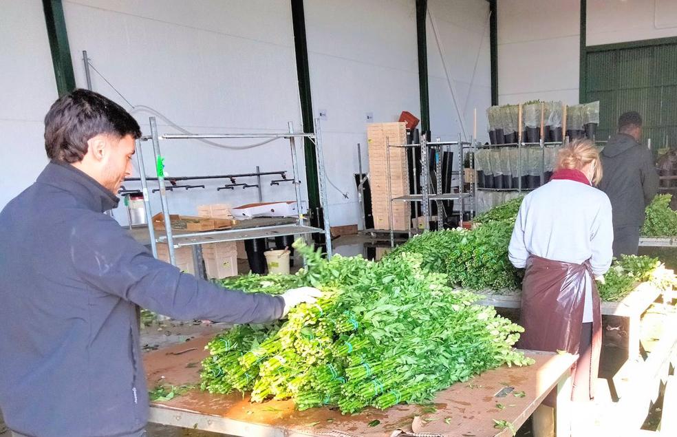 From Andalucía to UK, with love