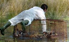 Seven farms in Andalucía infected with avian flu