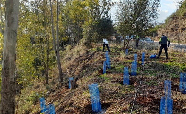 Malaga completes the planting of 13,000 trees in the city's parks
