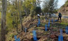 Malaga completes the planting of 13,000 trees in the city's parks