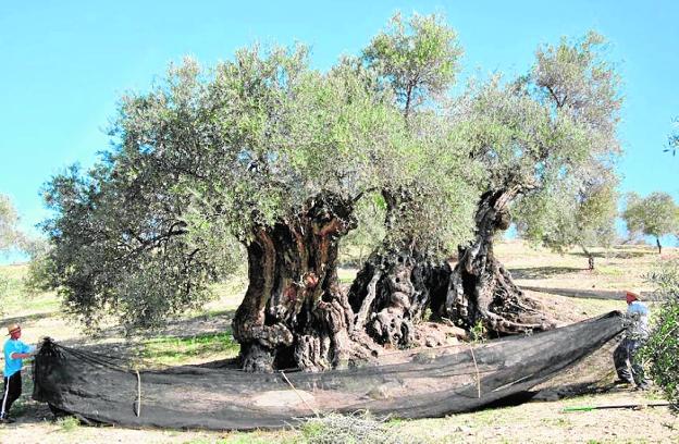 Malaga's extra virgin olive oil from the oldest trees