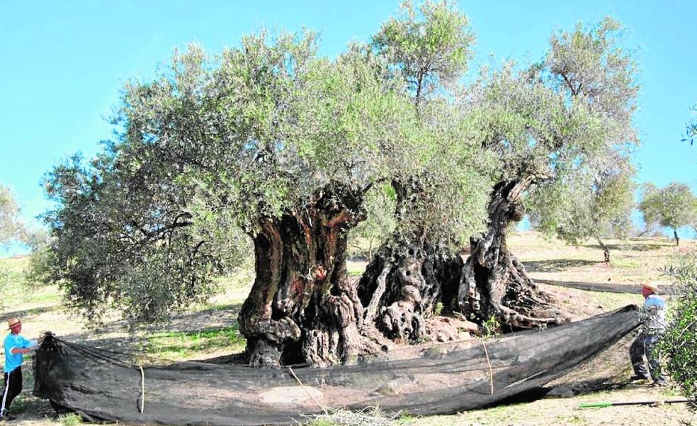 Malaga's extra virgin olive oil from the oldest trees