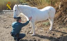 Man being investigated for keeping a horse in a greenhouse in Granada province
