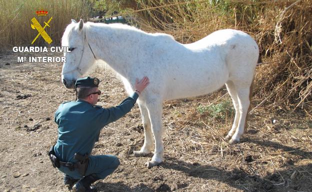 Man being investigated for keeping a horse in a greenhouse in Granada province