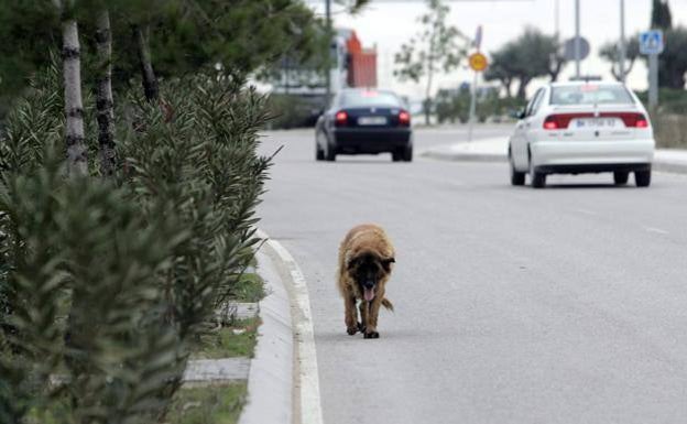 Longer jail sentences can be imposed for abuse of domestic pets in Spain