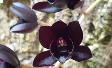 Unique black orchid in bloom in Estepona this month